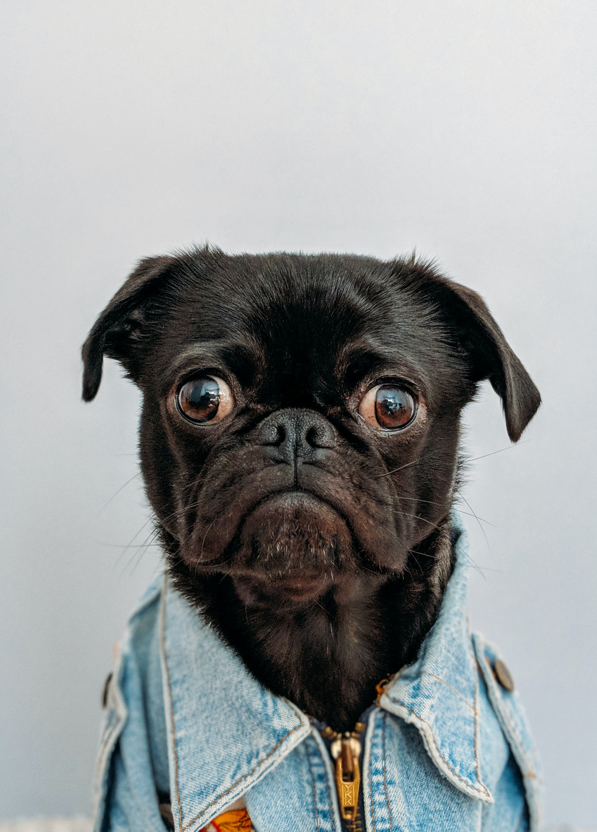 A GUIDE FOR BUDGET TRAVEL WITH PETS